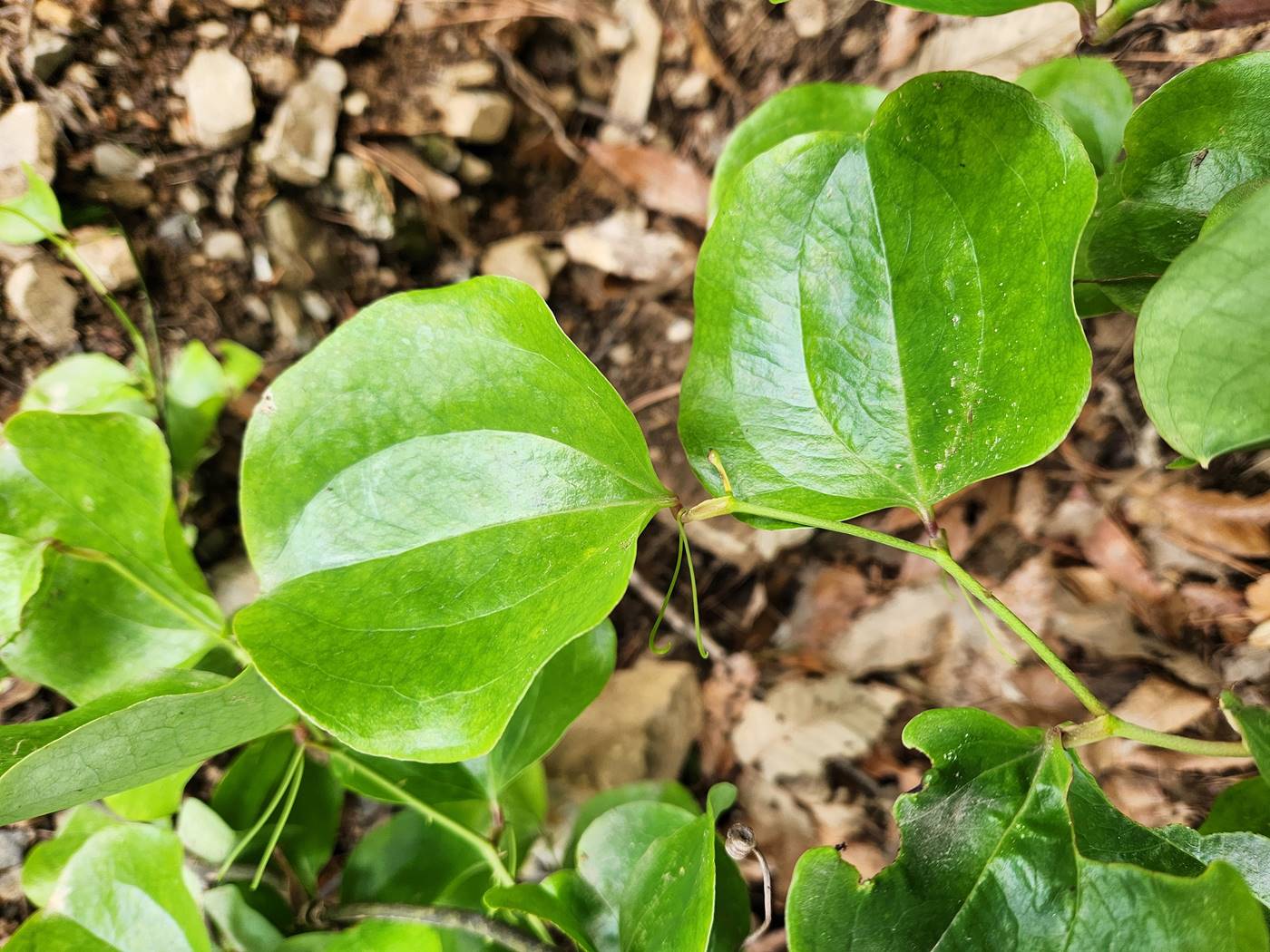 청미래덩굴(망개나무)