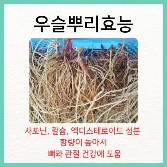우슬뿌리 효능 부작용 먹는법 건강 활용 팁_14
