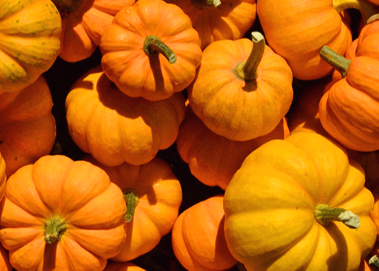 잘 익은 주황색 늙은 호박 20개가 차곡차곡 쌓여 있는 모습으로 꼭지는 초록색이다.