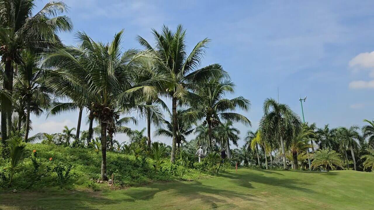 페어웨이 가장자리 야자수숲