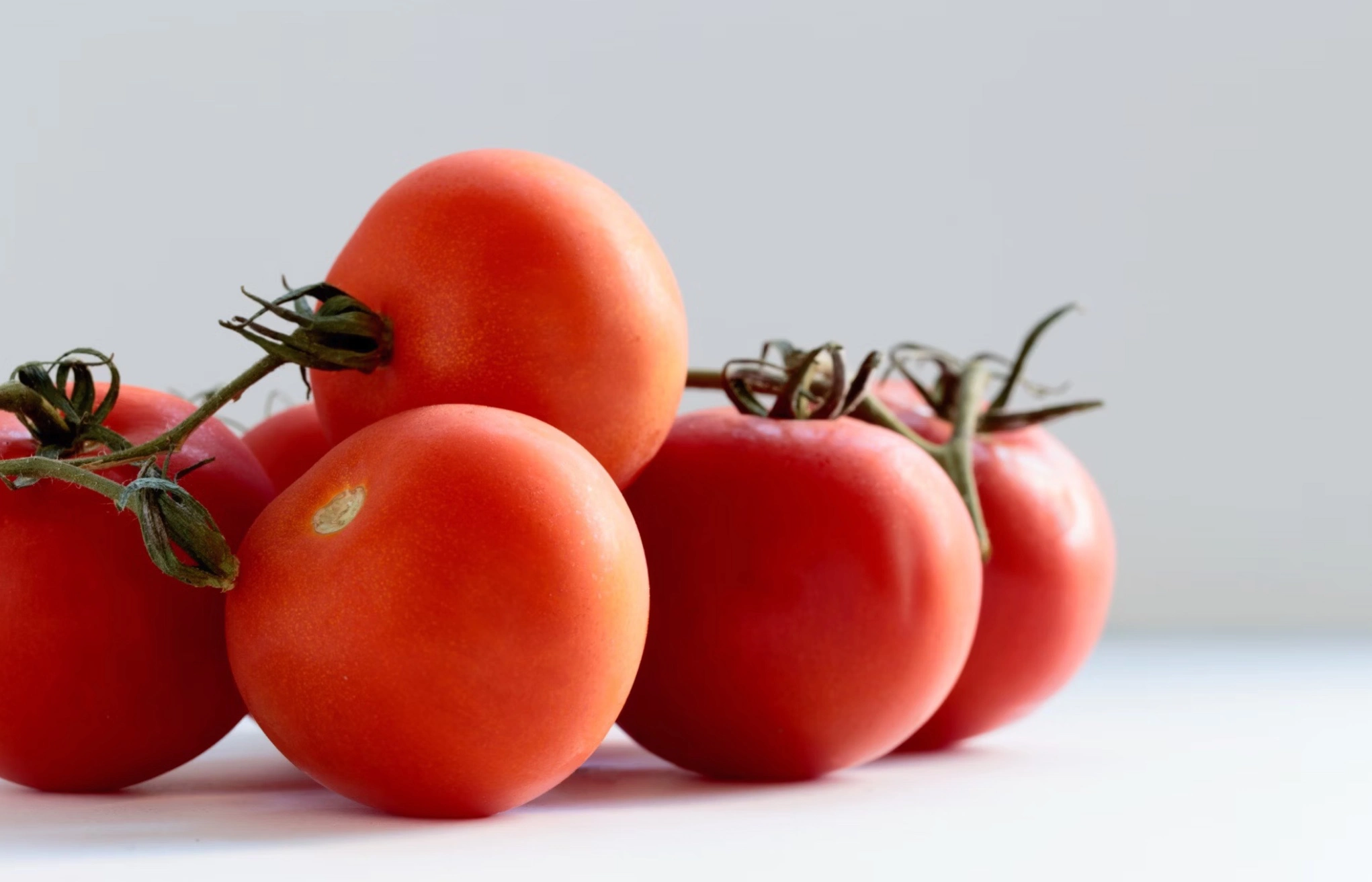 짭짤이토마토 뜻