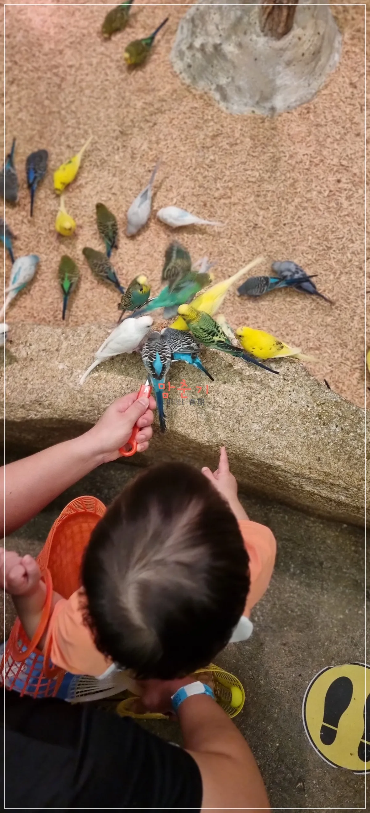 라라쥬동물원-앵무새-먹이주기체험