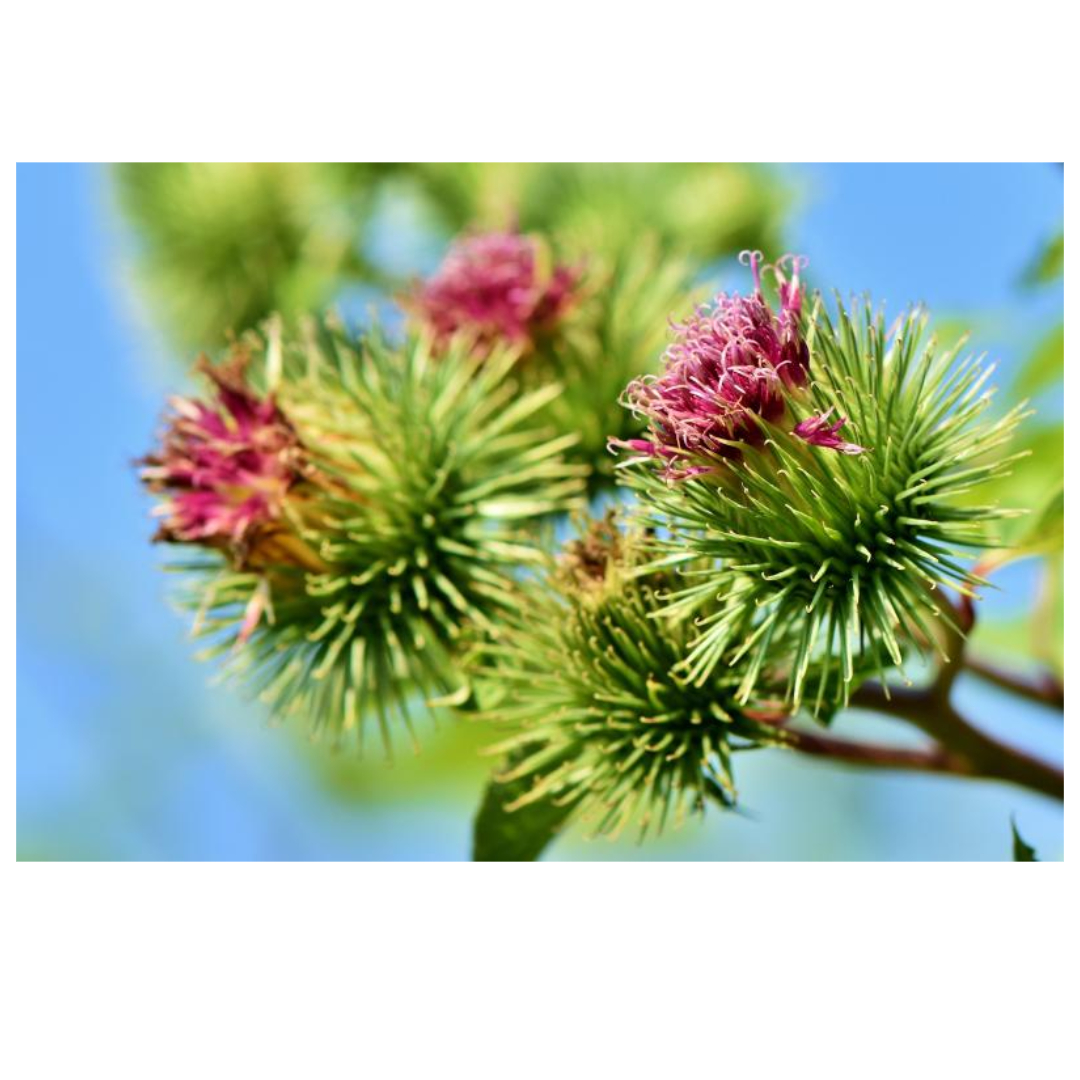 우엉차와 관련된 사진입니다.