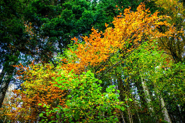 단풍 관광 명소 스템프 투어