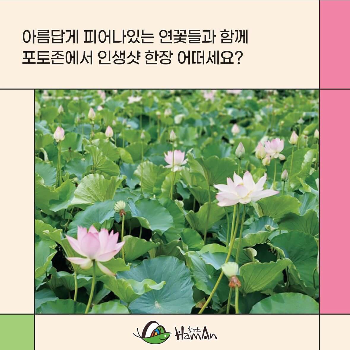 함안연꽃축제기간