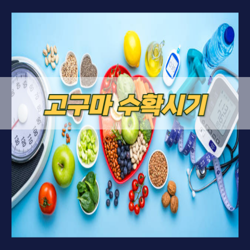 고구마 수확시기