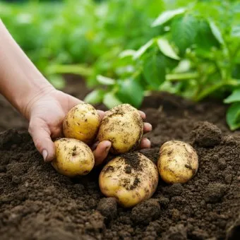 감자 심는 시기 재배 방법_9