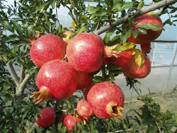 석류 재배 전정 요령 착과 관리 고온 피해 예방_9