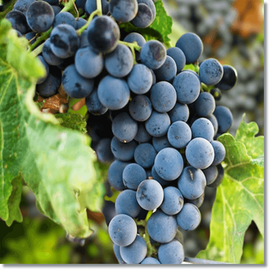 거봉 효능 및 제철