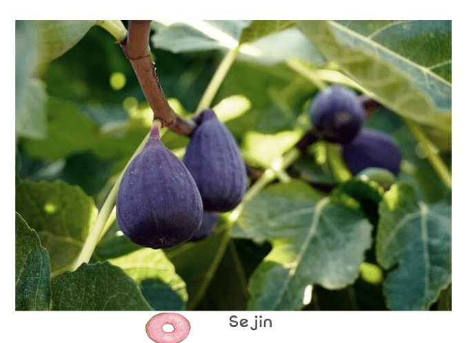 무화과3
