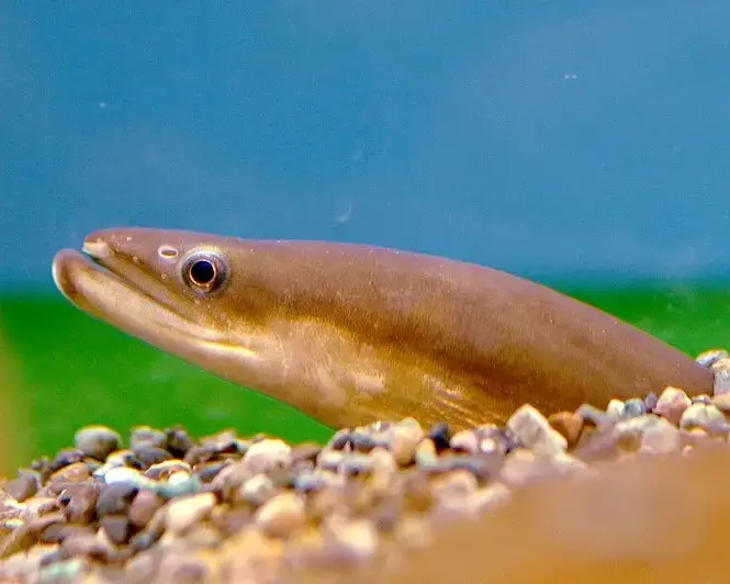 5월-제철음식-장어