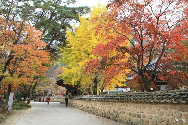 속리산 단풍시기