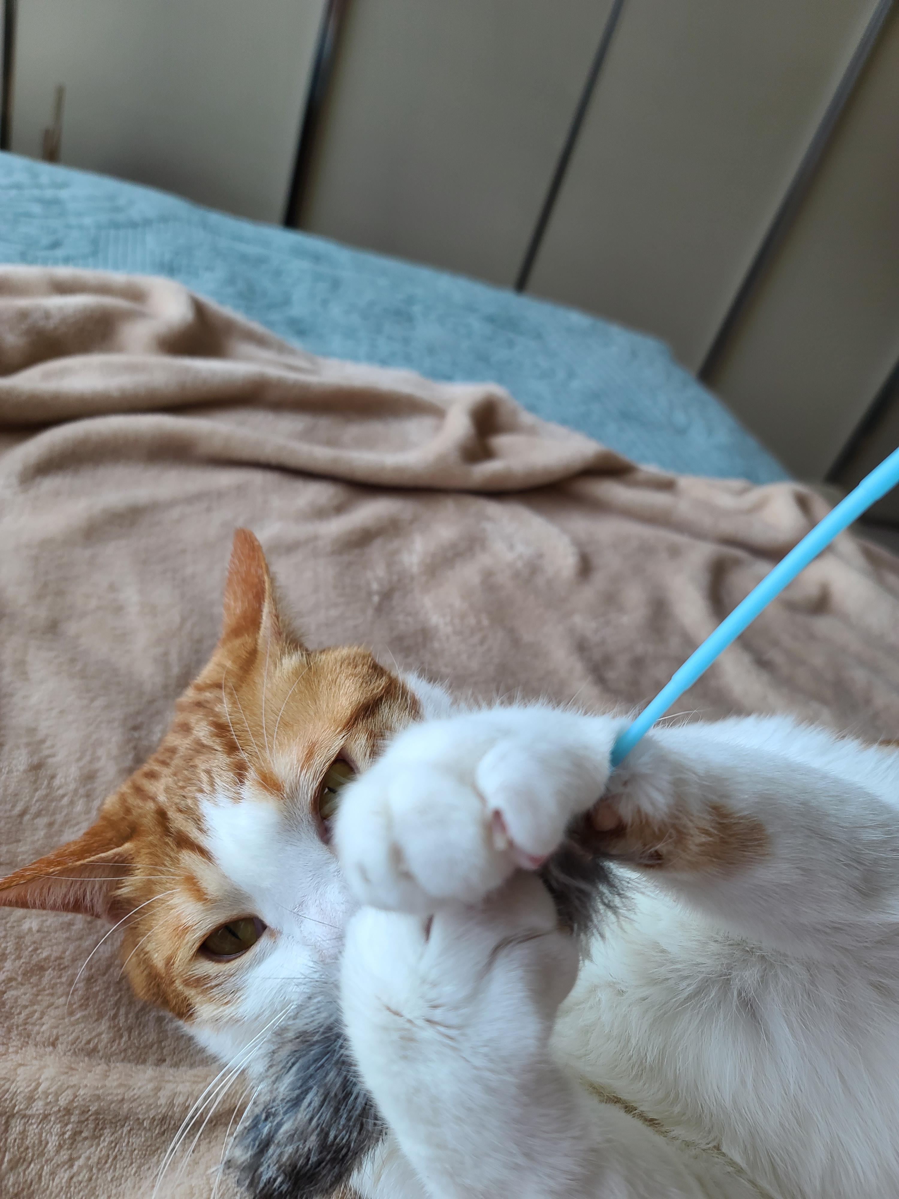 고양이 수염의 역할. 우리집 고양이들의 사냥할때 수염 모양새. 수염발사!! 사진귀여움 주의!