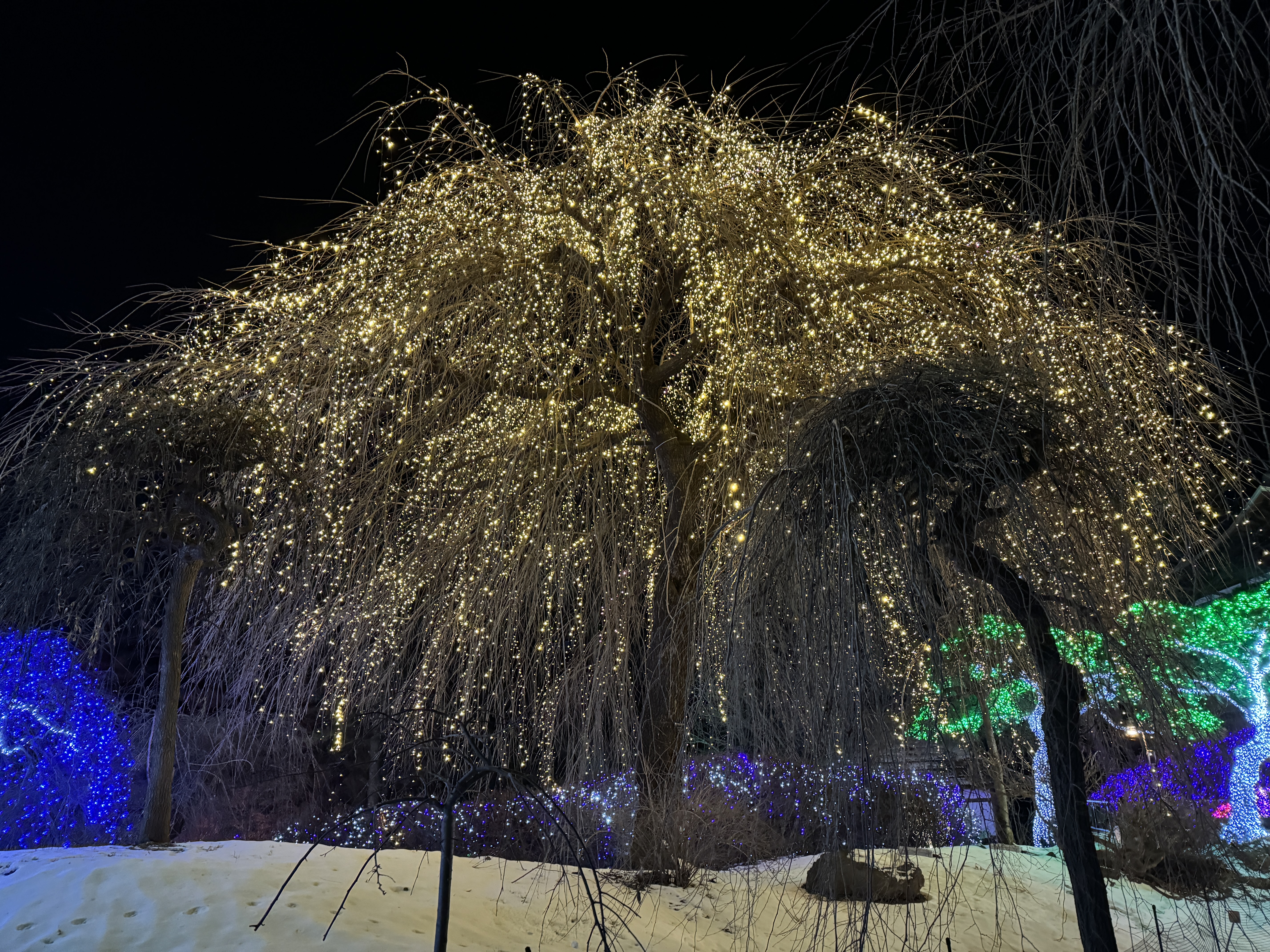 아침고요수목원