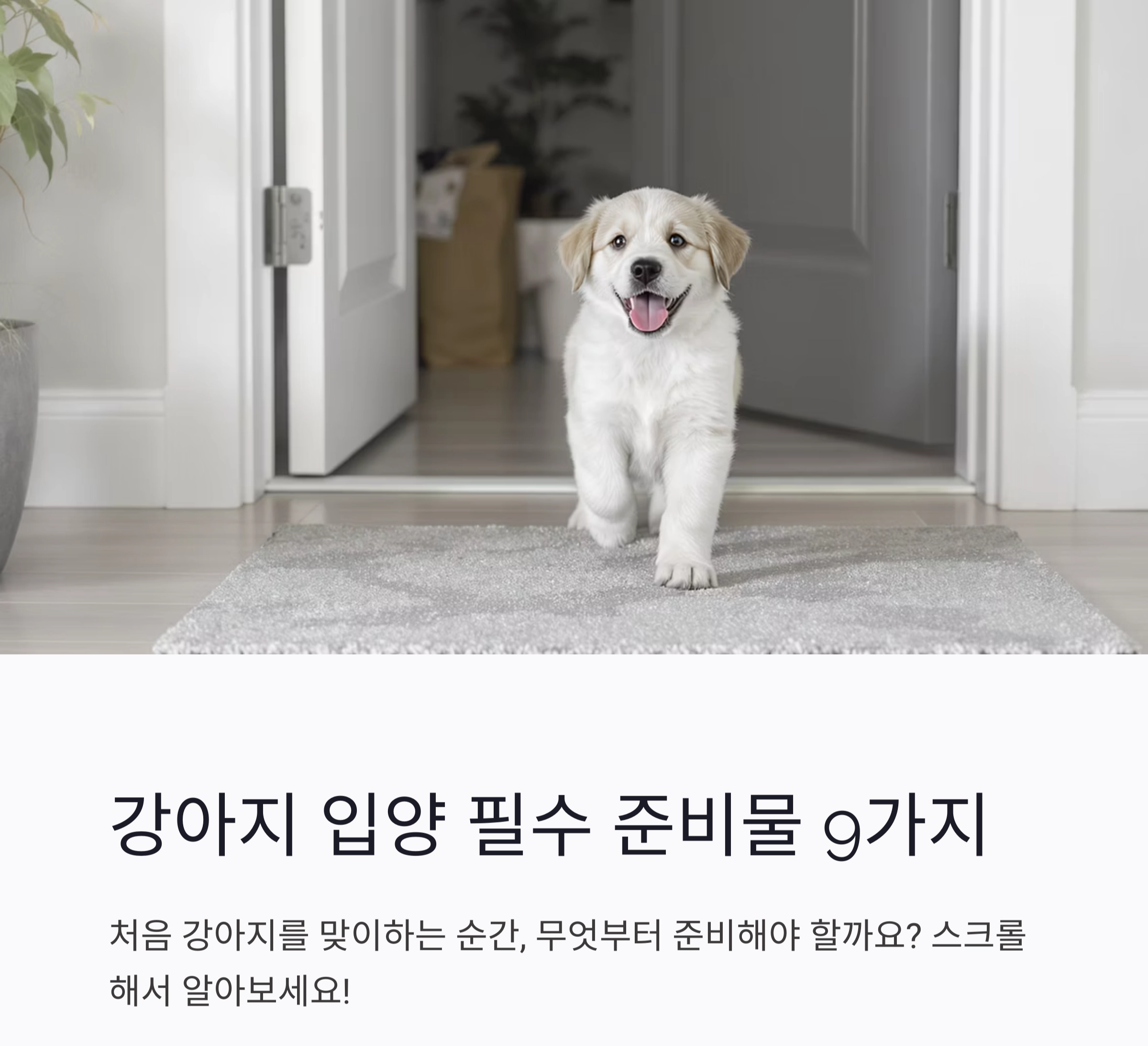 강아지 처음 키울 때 꼭 필요한 준비물 리스트