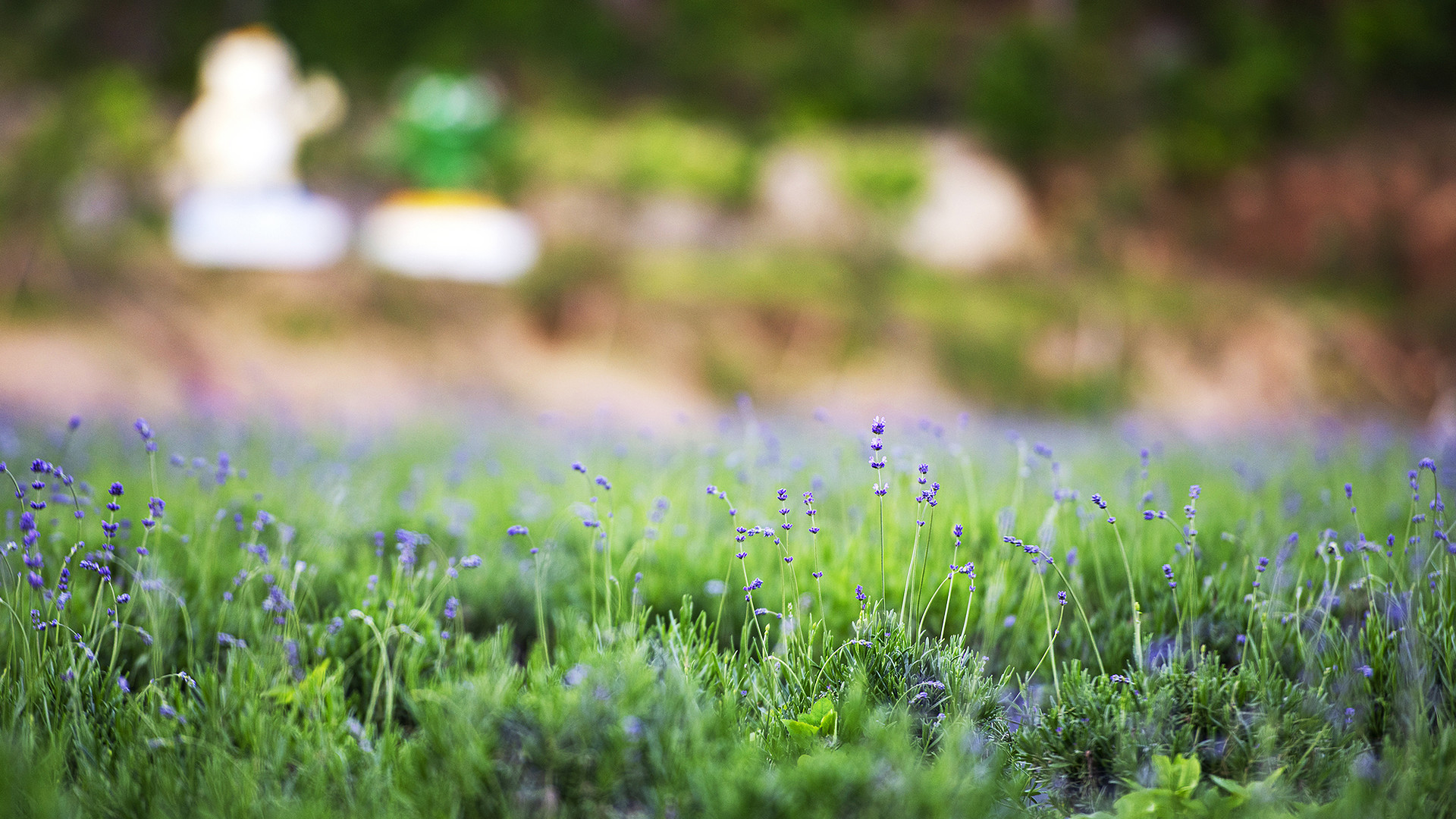 허브아일랜드 라벤더축제