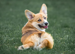 펨브루크 웰시코기 사진/출처:어도비스톡