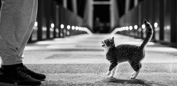 고양이와 마주 서 있는 사람 이미지