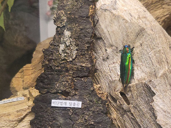 경주국가유산야행축제 2025 &ndash; 신라의 밤&amp;#44; 살아나는 천년의 이야기