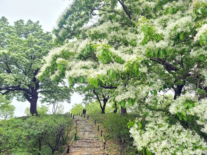 대구 달성 교항리 이팝나무 군락지
