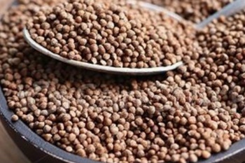 깻잎, 들깨 어떻게 기르지? 파종/이식/재배관리/수확/보관