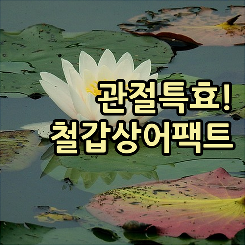 관절 건강을 위한 철갑상어 콘드로이친..