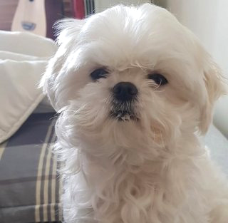 구성환 꽃분이 나이 프로필 사망 나혼산 국토대장정