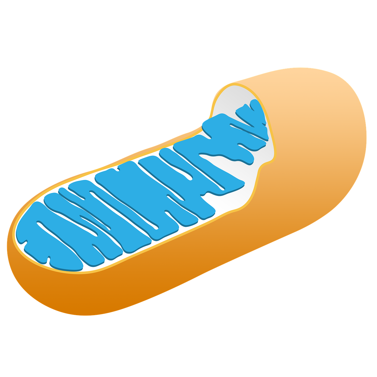 섬유질이 풍부한 식단이 장내 미생물 다양성을 높이는 원리