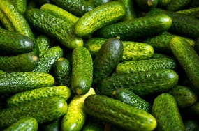 cucumber