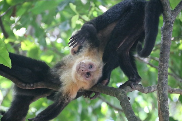 2024년 원숭이띠 운세