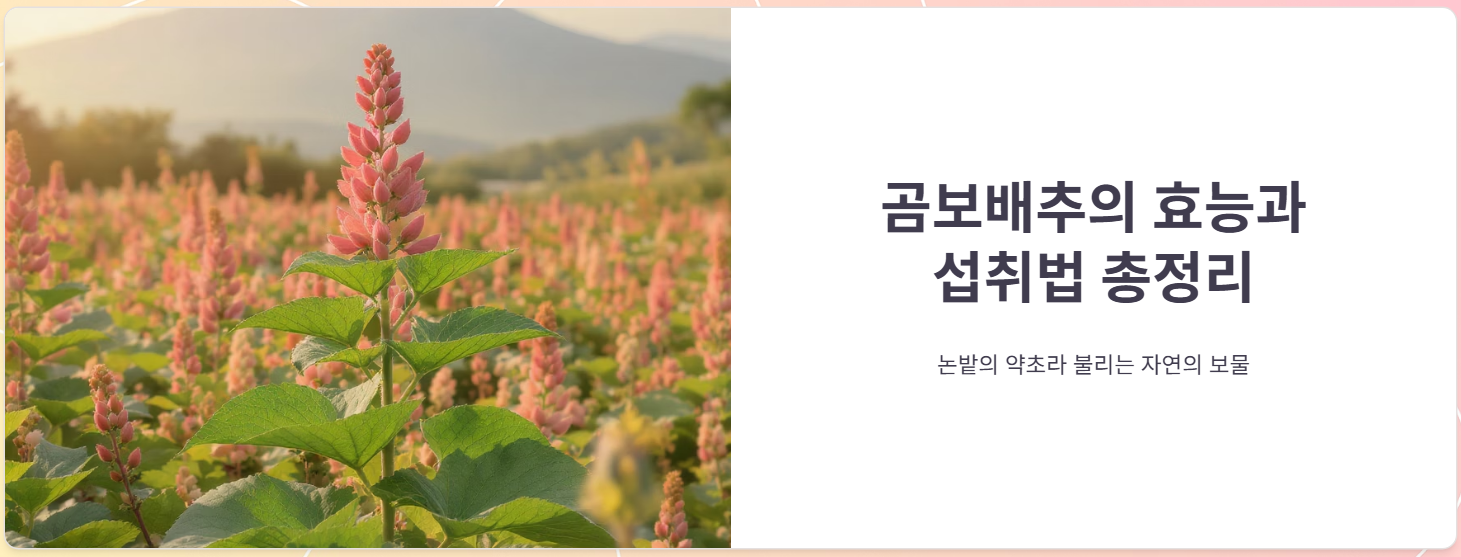 곰보배추 즙, 차, 시럽, 환 효능과 먹는법 총정리!