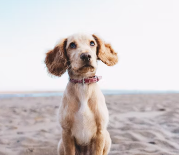 강아지 무료분양 사이트 책임비