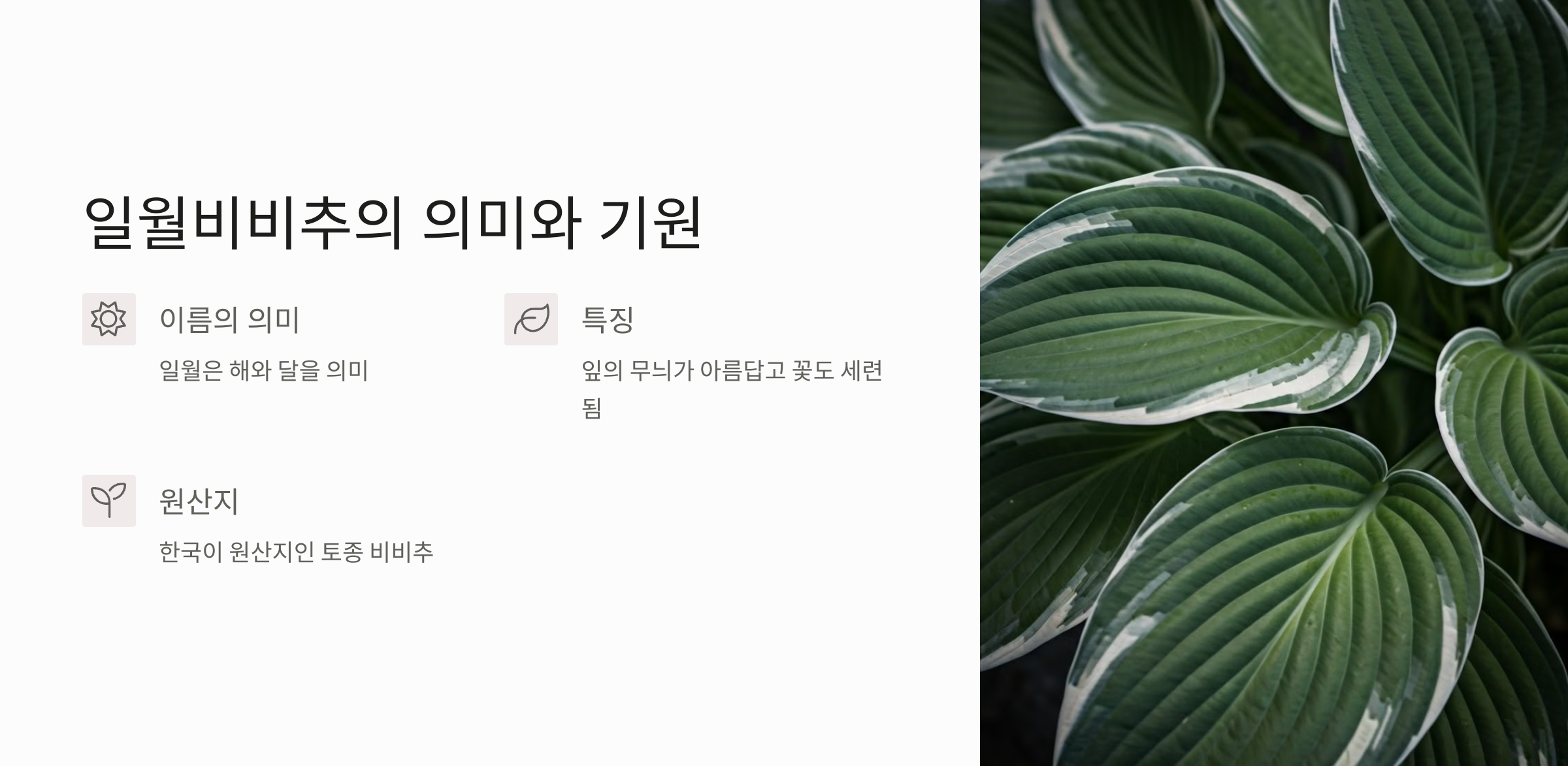 일월비비추
