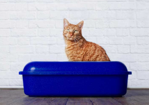 화장실에 앉는 고양이의 이미지