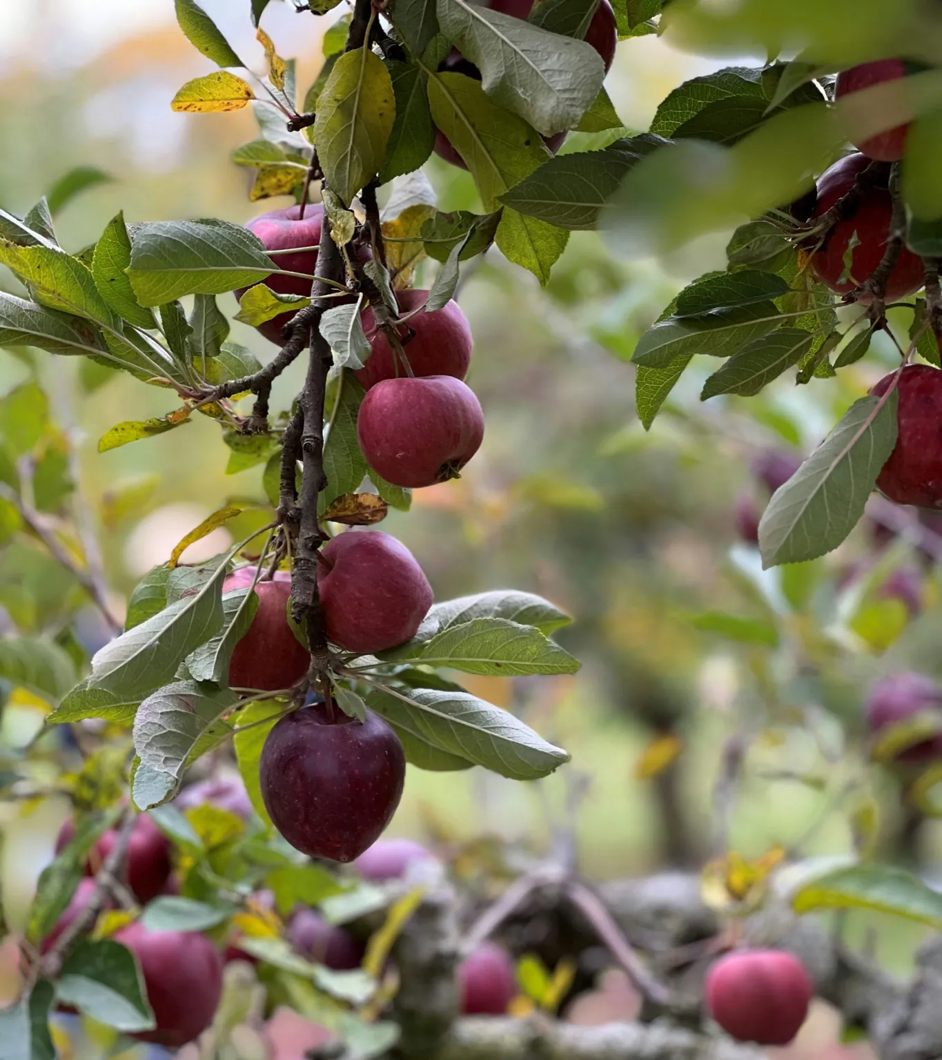 처서&amp;#44; 처서뜻&amp;#44; 처서절기&amp;#44; 처서음식&amp;#44; 처서건강식&amp;#44; 절기음식&amp;#44; 24절기&amp;#44; 처서밥상&amp;#44; 제철음식&amp;#44; 가을건강식&amp;#44; 여름끝자락음식&amp;#44;계절밥상