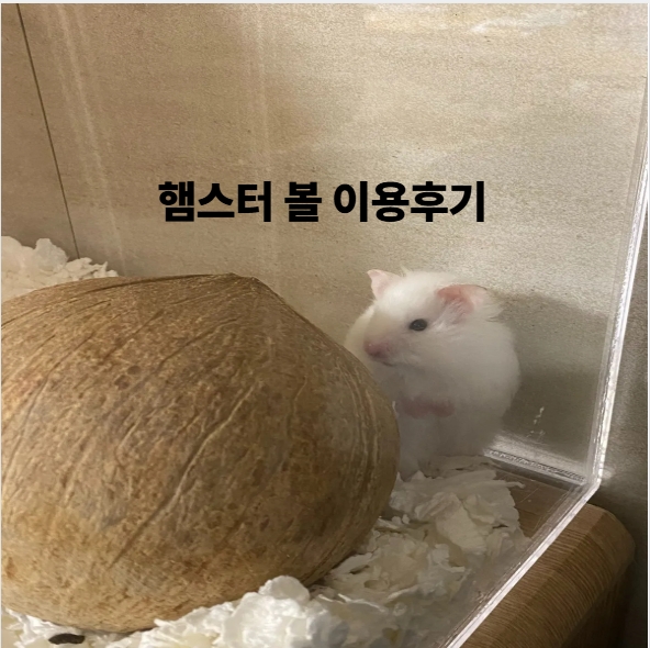 햄스터 볼 이용후기