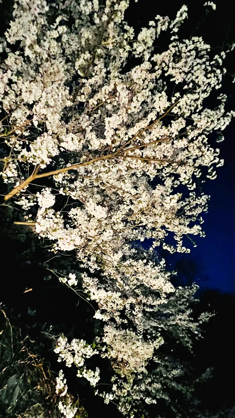 벚꽃사진4-현자의 정원