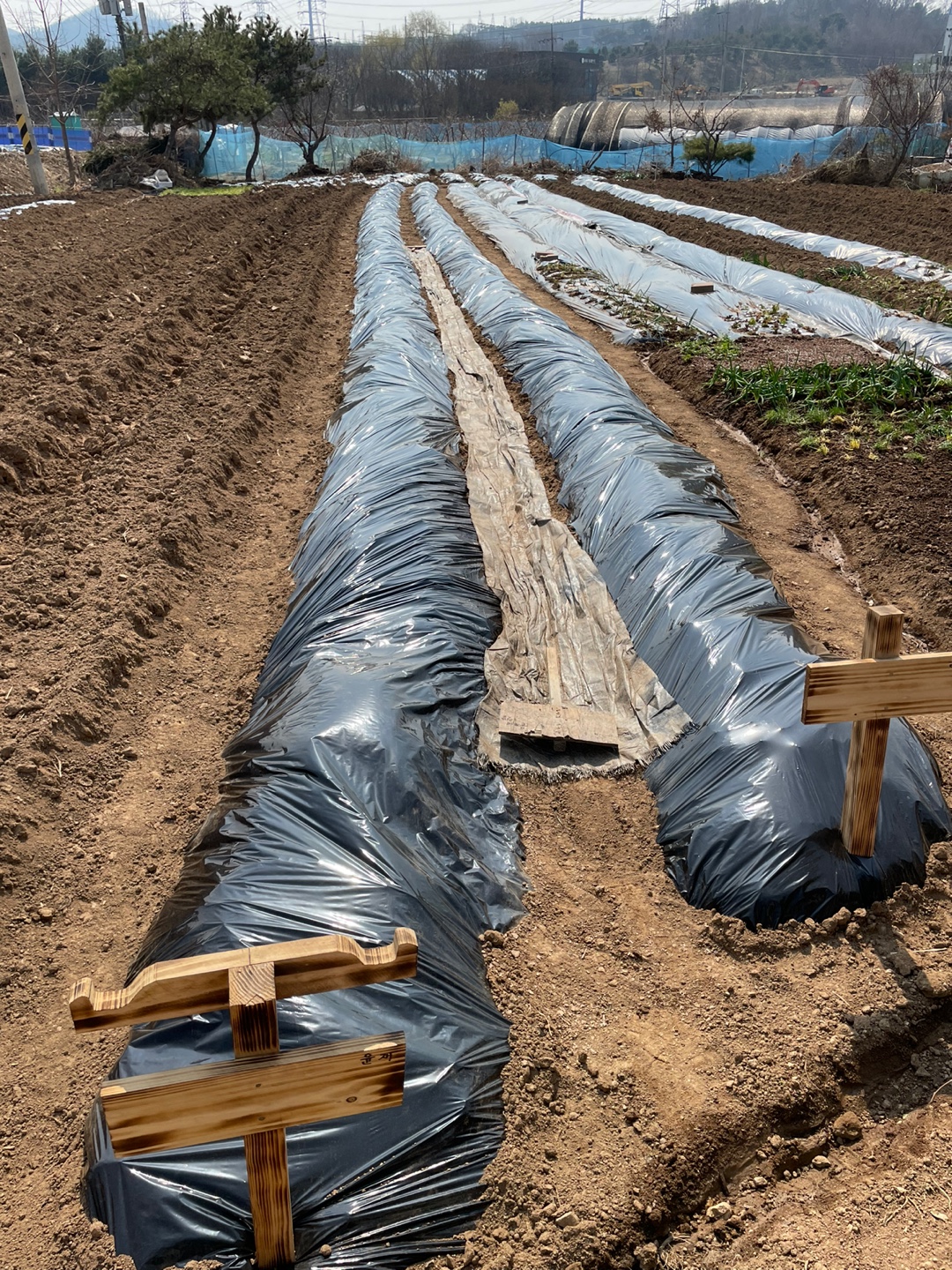 비닐 멀칭 방법