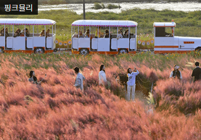 장성황룡강 가을꽃축제