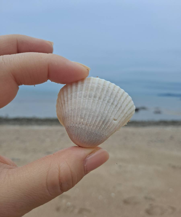 실미도 해변 조개껍데기