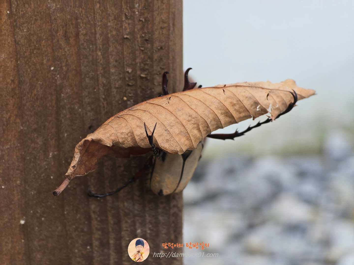 골리앗 꽃무지(?)