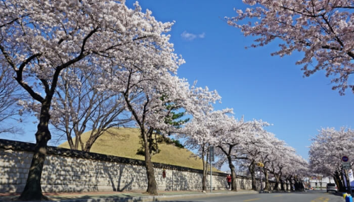 대릉원 둘레길 벚꽃