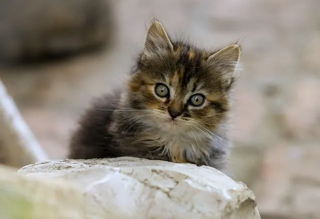 고양이 합사 방법 실패 스트레스 서열_1