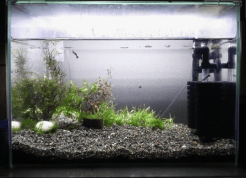 스펀지 여과기, 저면 여과기 차이점