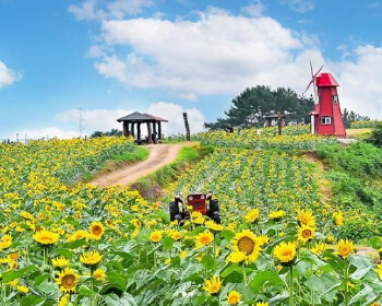 강주 해바라기 축제_2
