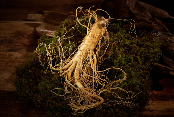 홍삼 스틱 완전가이드 (2025 최신): 진세노사이드 효능·섭취법·고르는 법