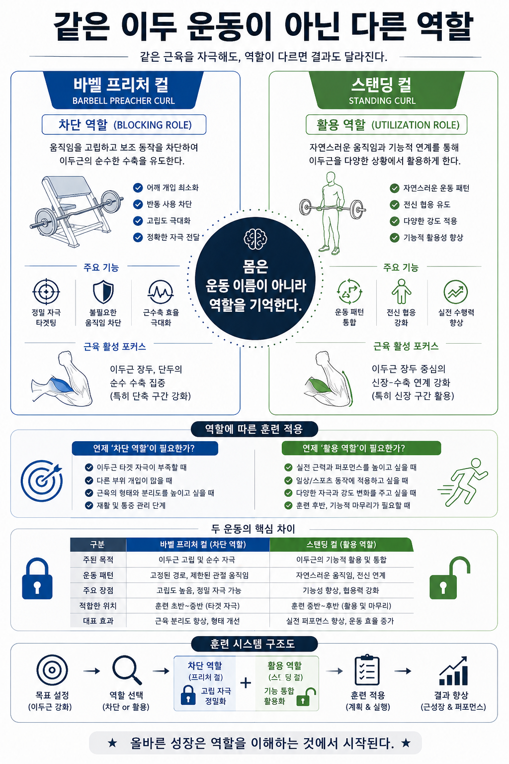 같은 이두 운동이 아닌 다른 역할