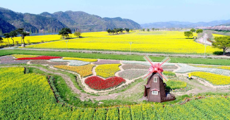 유채꽃축제