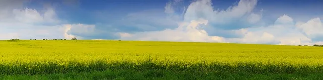 서래섬 유채꽃 축제 2025 서울 봄꽃 명소_3