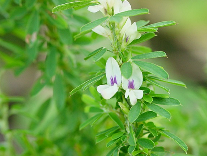 야관문 효능 채취시기 술 담그는 법 및 차 만드는 법 (비수리)